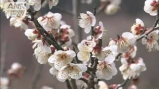 3000本の梅の木から甘い香り　偕楽園の梅まつり（11/02/21）