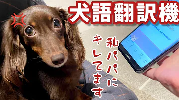 犬の翻訳機
