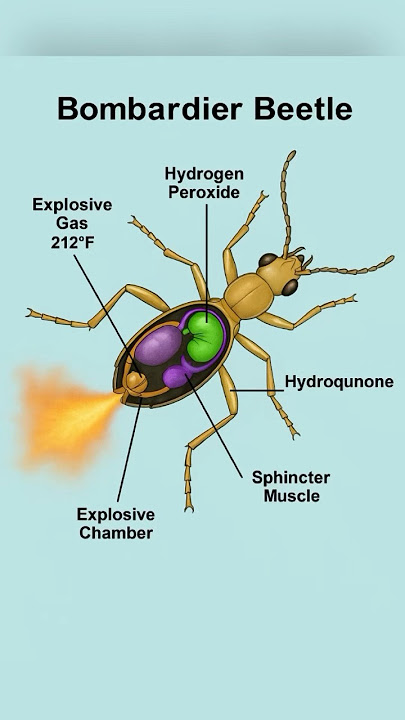 Bombardier beetle #bombardier #insects #côntrùng #độngvậthoangdã #bombardierbeetle