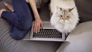 Pets Collective #35 by Pets Collective 298 views 1 year ago 10 minutes, 48 seconds