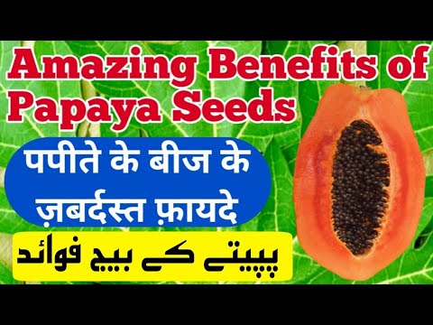 papaya Seeds Benefits پپیے کے بیج فایدے مند ہیں पपीते के बीज फ़ायदेमंद हैं