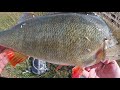 Crankbaits for big perch in canals 40up perch and zander during a quick session