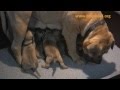 Bayo Boerboels pups 2011 week 3 Bayo Boerboels pups 2011 week 3