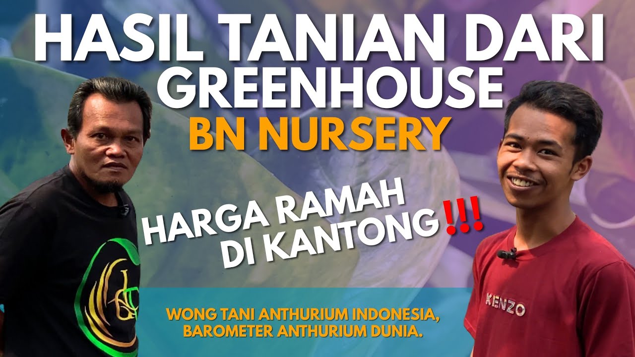 HASIL TANIAN ANTHURIUM BN NURSERY !! HARGA TERJANGAKU !? - PAK YOYOK - NGAMPIN - BINTANG NURSERY