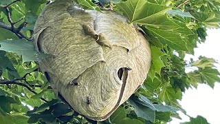 Massive hornet nest treated with tempo dust. Insecticide dust vs hornet nest : swarmed