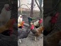 ОТКРЫЛ КАЛИТКУ И ВЫПУСТИЛ ПТИЦ НА УЛИЦУ! 🐓👍😎