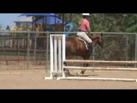 Sold - Medium Pony Hunter Mare - Bryn Taran Bizzy ...