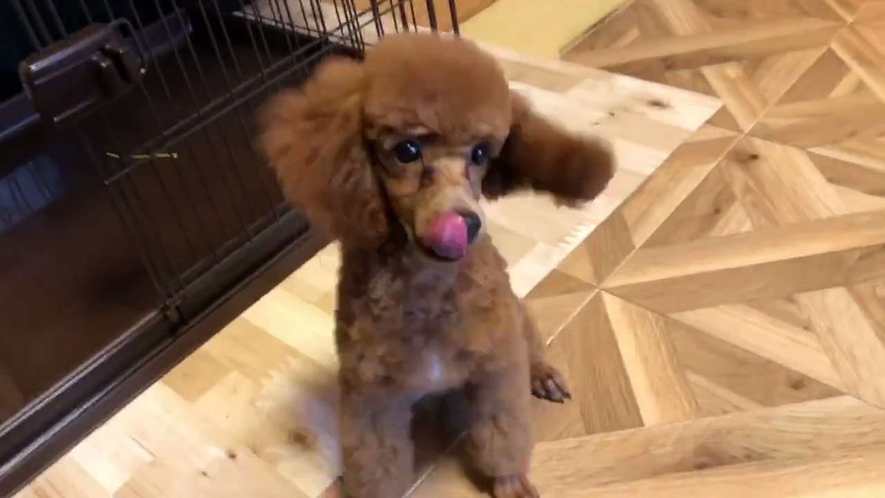 群馬県のトイプードル 男の子 22 05 12生まれ レッド 子犬id 1485 ブリーダーナビ