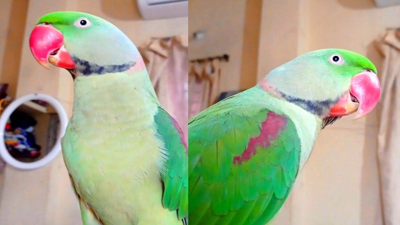 Kitu Beta Cute Ringneck Talking Parrot Talk Everything|| Mama ka Pagal Kitu Beta ...
