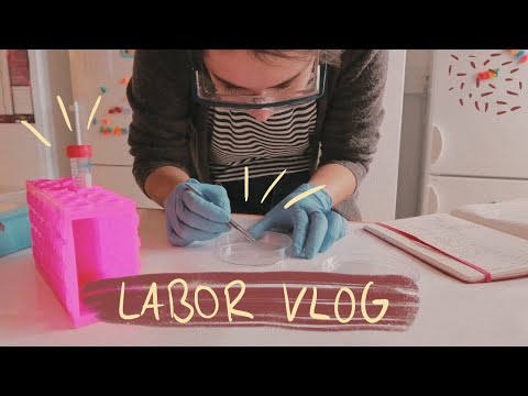 Video: Wie Erstelle Ich Ein Labor