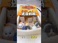 anak kucing ini ajaib banget😱 #kucinglucu #cat #anabul #kucing