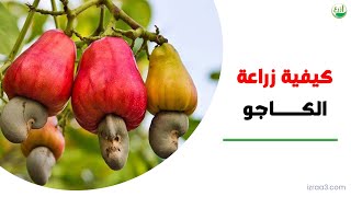 كيفية زراعة الكاجو