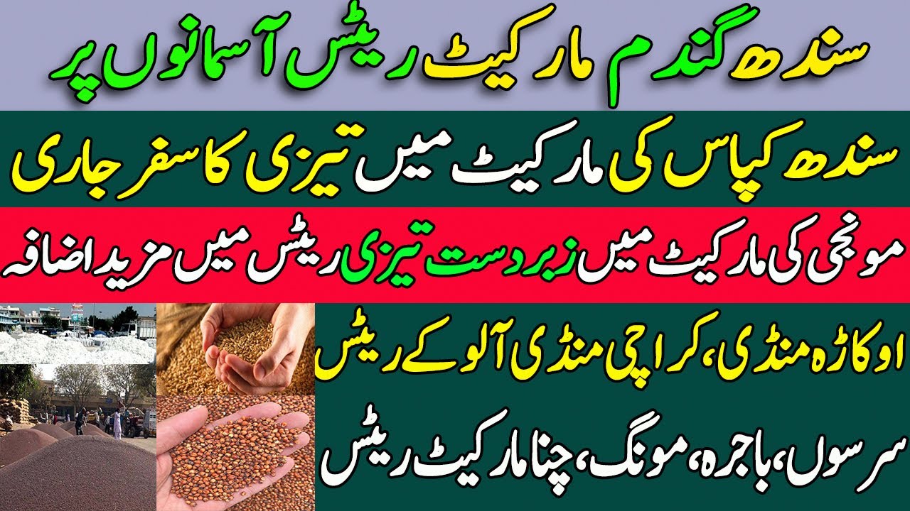 gundam-ka-rate-2023-wheat-cotton-rates-today-dhan-rates-sindh