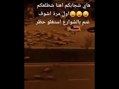 أبن سوريا حظر تجوال اطلقت اغنامي ترعا وتجتر