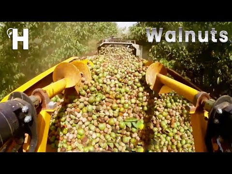 Awesome Walnut Cultivation Technology – Walnut Harvesting And Processing – Walnut Oil | Happy Farm