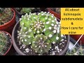 How i grow my echinopsis subdenudata cacti domino cactus easter lily cactus cactus cacti