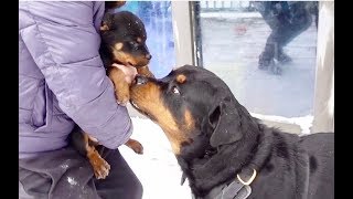 Rottweiler Puppies and Bruno! |39