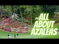 How To Take Care of Azaleas