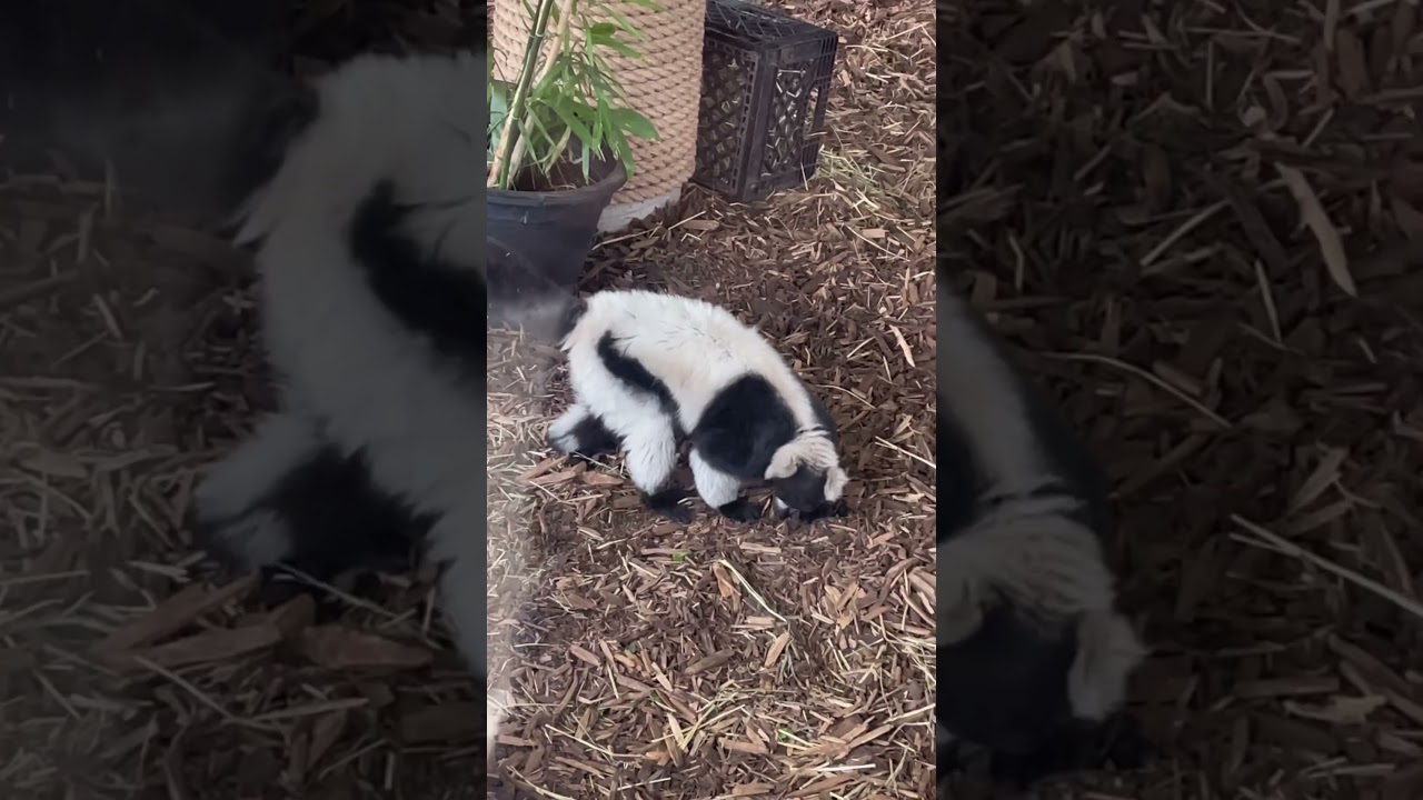 Black and White ruffed lemur🦝   