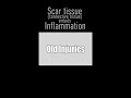 Scar tissue = inflammation = aging