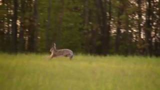 Running hare