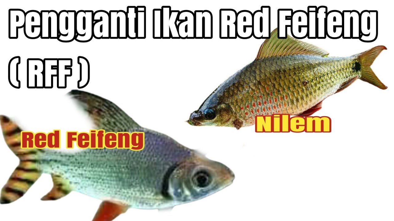 Ikan Rff Ikan Nilem pengganti RED FEIFENG ( RFF ) - YouTube