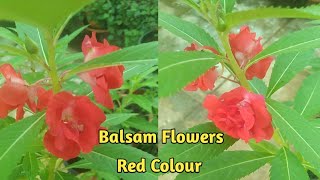 Red Colour Balsam Flowers sjhomestelugu