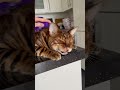 Bengal Cat Talking