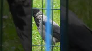Crow behind bars - crow in a highly secure prison