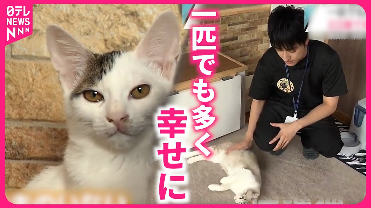 【ネコ】22歳で保護猫ハウス起業！命の尊さ伝える直井さんの思い　青森　NNNセレクション
