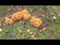 грибы Рогатики  "Лесные кораллы"