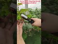 Plant Tying Machine Demo | Fast & Easy Vine Tying Tool for Grapes, Tomatoes & Cucumbers