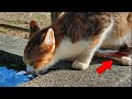 洞窟に捨てられた猫の心温まる救出