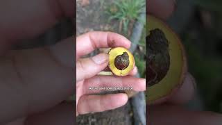 Bicolor boletes mushroom #foraging #mushroom