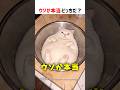 【何問正解できる？】ウソか本当どっちだ！？ part78 #shorts #クイズ #ショート #猫 #かわいい #cat #cute