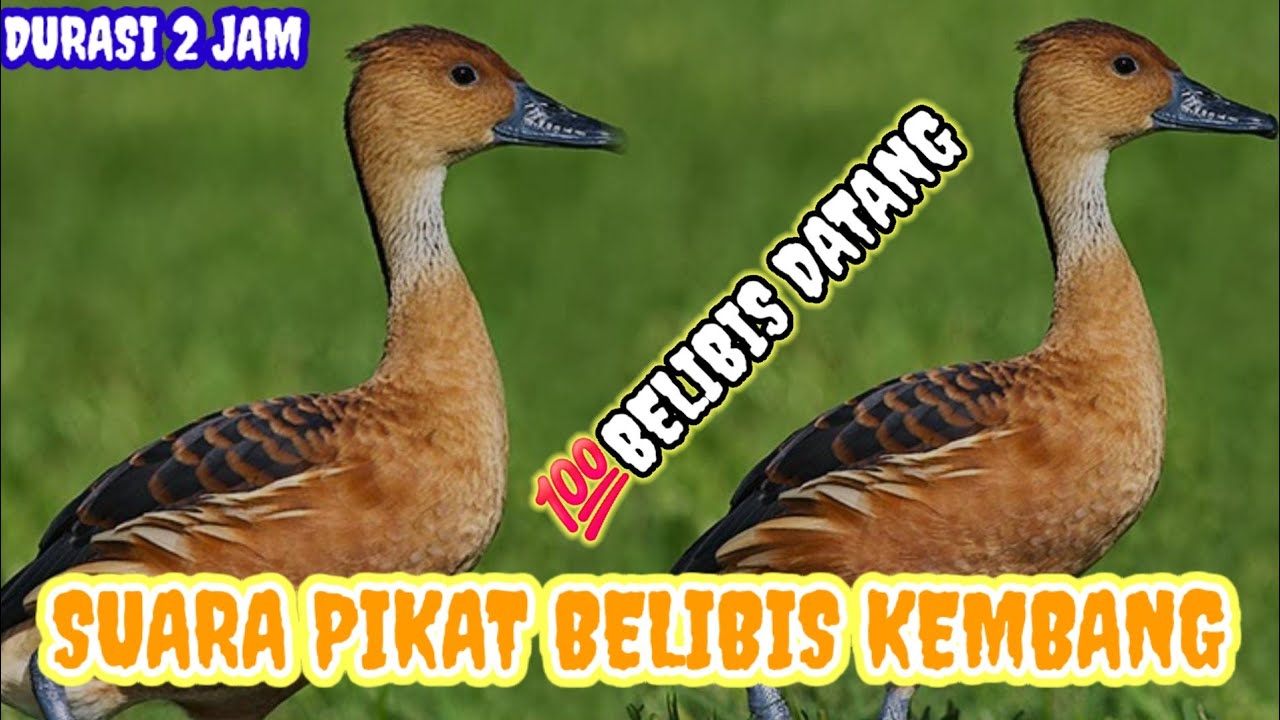 Suara Pikat  BELIBIS DURASI PANJANG 2 JAM🔞 DI JAMIN AUTO PANEN📍💯