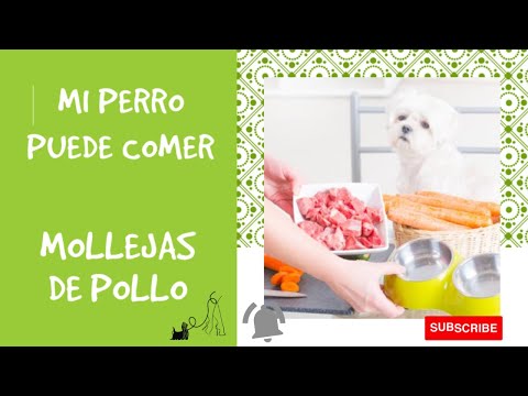 Video: Comida casera para perros con mollejas de pollo