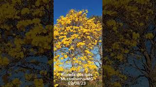 Florada Dos Ipês Em Muzambinho-Mg - Gportais