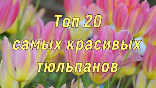 картинка: Самые красивые тюльпаны. Топ-20.