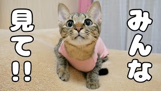 うちの猫、服を着るといつもの100倍可愛くなるのでみんなに見てほしい