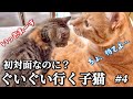 ぐいぐい来ちゃう元野良子猫に先住茶トラ、まさかの動揺!?はじめての"ゼロ距離"〜コハク8号とすずめの日々【#4】