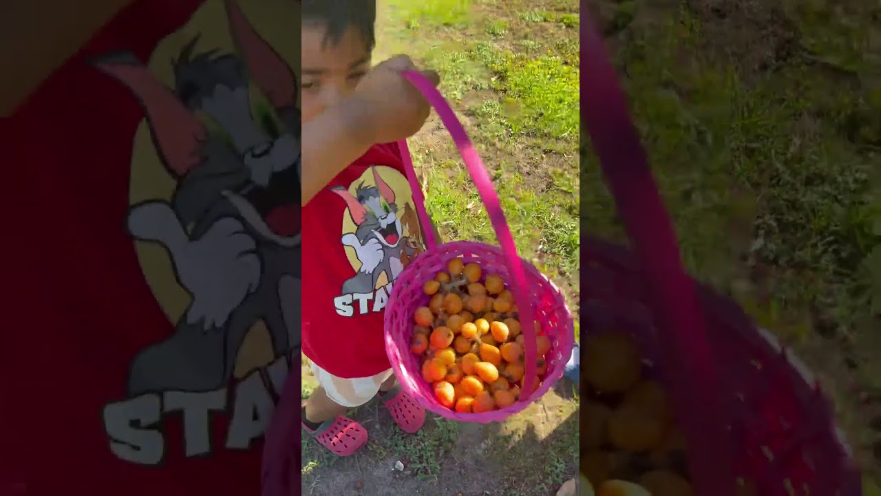 Mom Finds Dad And Son Picking Fruit Then This Happens Shorts