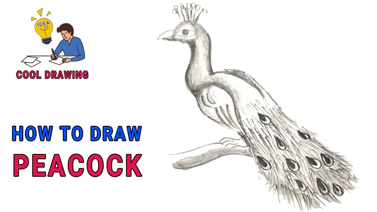 Free peacock drawing to print and color - Peacocks Kids Coloring Pages