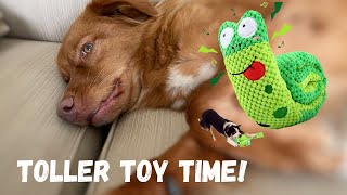 Toller Toy Time Episode 1: Does this Snuffle Toy Last for a Toller? by A Duck Toller Named Sable 665 views 1 year ago 2 minutes, 22 seconds