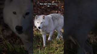 Arctic wolf