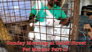 Asia's Biggest Pet Market tour part II Galiff street kolkata