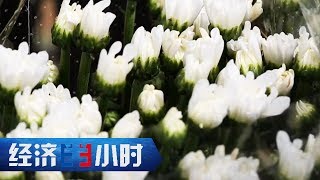 Economy in 30 Minutes 20170606 China-produced Chrysanthemum丨CCTV