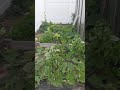 A look Behind of my Greenhouse ( What's left in this Fall weather in New York) image