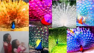 10 Jenis Burung Merak Terindah Di Dunia