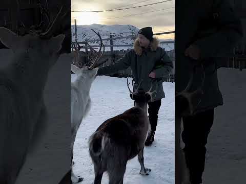 Северный Ледовитый океан покорил мое сердце 💔